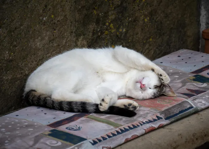 Star Apartman Tar-Vabriga