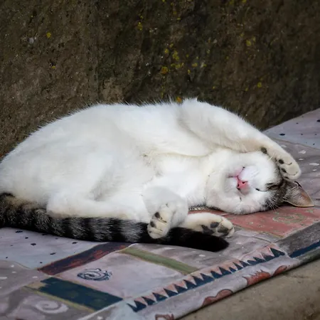 Star 公寓 Tar-Vabriga